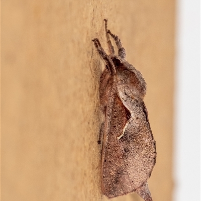 Elhamma australasiae (A Swift or Ghost moth (Hepialidae)) at Penrose, NSW - 3 Feb 2025 by Aussiegall