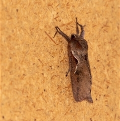 Elhamma australasiae at Penrose, NSW - suppressed