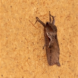 Elhamma australasiae at Penrose, NSW - suppressed