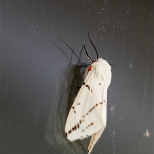 Ardices canescens at Penrose, NSW - suppressed