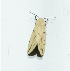 Ardices canescens at Penrose, NSW - suppressed