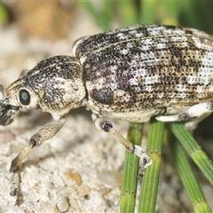 Rhinaria sp. (genus) (Unidentified Rhinaria weevil) at Uriarra Village, ACT - 1 Feb 2025 by Harrisi