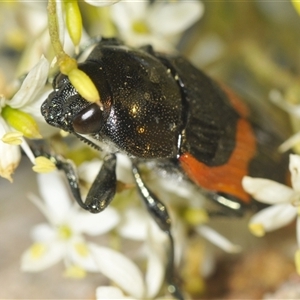 Castiarina bremei (A jewel beetle) at Uriarra Village, ACT by Harrisi