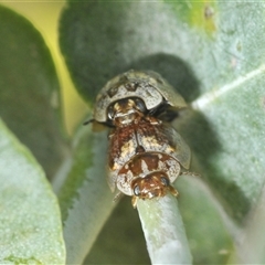 Paropsisterna m-fuscum (Eucalyptus Leaf Beetle) at Lyons, ACT - 2 Feb 2025 by Harrisi