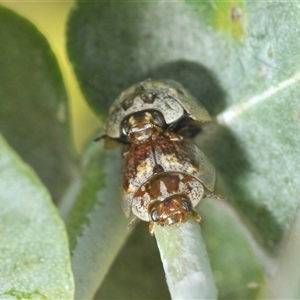 Paropsisterna m-fuscum at Lyons, ACT - 2 Feb 2025 11:58 AM