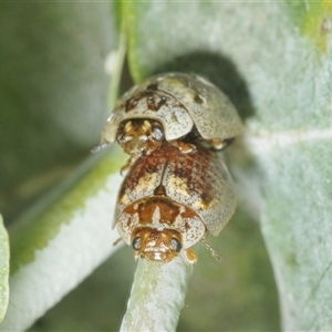 Paropsisterna m-fuscum at Lyons, ACT - 2 Feb 2025 11:58 AM