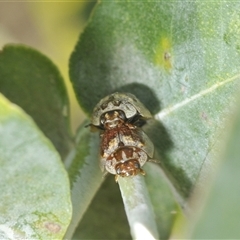 Paropsisterna m-fuscum at Lyons, ACT - 2 Feb 2025 11:58 AM