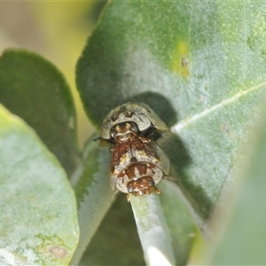 Paropsisterna m-fuscum at Lyons, ACT - 2 Feb 2025 11:58 AM