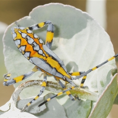 Unidentified Shield, Stink or Jewel Bug (Pentatomoidea) at Lyons, ACT - 2 Feb 2025 by Harrisi