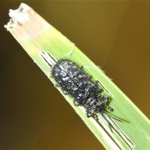 Hispellinus multispinosus at Wee Jasper, NSW by Harrisi