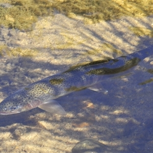 Oncorhynchus mykiss at Wee Jasper, NSW - 3 Feb 2025 01:46 PM