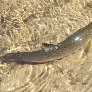 Oncorhynchus mykiss at Wee Jasper, NSW - Yesterday 01:46 PM