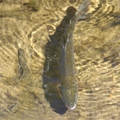 Oncorhynchus mykiss at Wee Jasper, NSW - Yesterday 01:46 PM