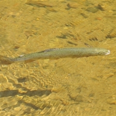 Oncorhynchus mykiss at Wee Jasper, NSW - 3 Feb 2025 01:46 PM