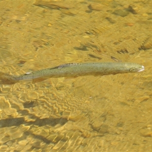 Oncorhynchus mykiss at Wee Jasper, NSW - Yesterday 01:46 PM