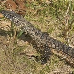 Varanus rosenbergi (Heath or Rosenberg's Monitor) at Wee Jasper, NSW - 3 Feb 2025 by Harrisi