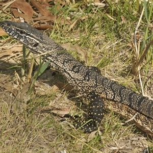 Varanus rosenbergi at Wee Jasper, NSW - suppressed