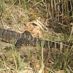 Varanus rosenbergi at Wee Jasper, NSW - suppressed