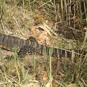 Varanus rosenbergi at Wee Jasper, NSW - suppressed