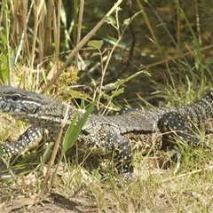 Varanus rosenbergi at Wee Jasper, NSW - suppressed