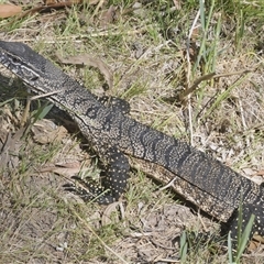 Varanus rosenbergi at Wee Jasper, NSW - suppressed