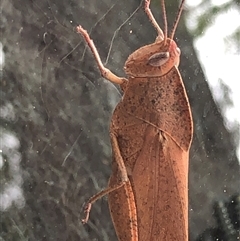 Unidentified Grasshopper (several families) at Kungala, NSW - 2 Feb 2025 by donnanchris