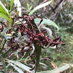 Unidentified Wattle at Kungala, NSW - 2 Feb 2025 by donnanchris