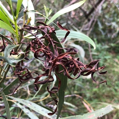 Unidentified Wattle at Kungala, NSW - 2 Feb 2025 by donnanchris