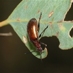 Ecnolagria grandis (Honeybrown beetle) at Fraser, ACT - 2 Feb 2025 by AlisonMilton