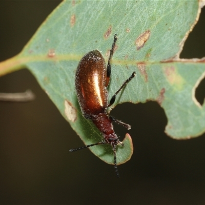 Ecnolagria grandis (Honeybrown beetle) at Fraser, ACT - 2 Feb 2025 by AlisonMilton