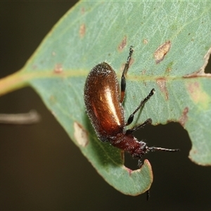 Ecnolagria grandis at Fraser, ACT - 3 Feb 2025 09:58 AM