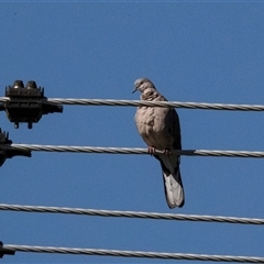 Spilopelia chinensis (Spotted Dove) at Fraser, ACT - 3 Feb 2025 by AlisonMilton