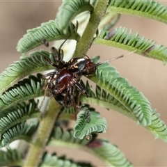 Habronestes bradleyi (Bradley's Ant-Eating Spider) at Fraser, ACT - 3 Feb 2025 by AlisonMilton