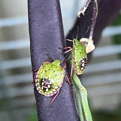 Nezara viridula (Green vegetable bug) at Higgins, ACT - 14 Jan 2025 by tommungoven