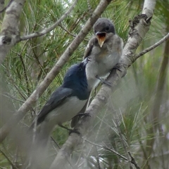 Myiagra rubecula (Leaden Flycatcher) at Woodlands, NSW - 29 Jan 2025 by Curiosity