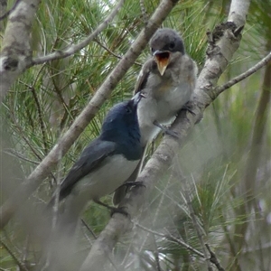 Myiagra rubecula at Woodlands, NSW - 29 Jan 2025 09:44 AM