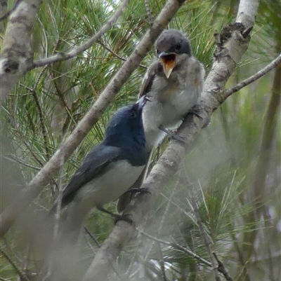 Myiagra rubecula (Leaden Flycatcher) at Woodlands, NSW - 29 Jan 2025 by Curiosity