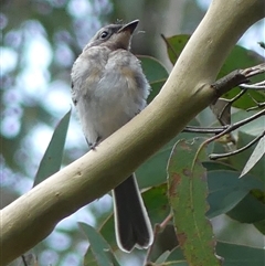 Myiagra rubecula at Woodlands, NSW - 29 Jan 2025 09:44 AM