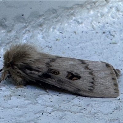 Lepidoptera unclassified ADULT moth at Wollongong, NSW - 2 Feb 2025 by SimonDunstan