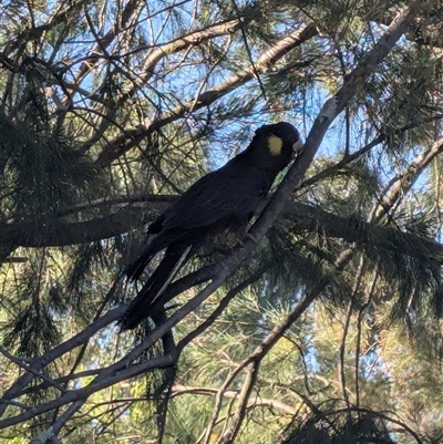 Zanda funerea (Yellow-tailed Black-Cockatoo) at Chisholm, ACT - 4 Feb 2025 by FJ