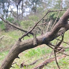 Zygocera pruinosa at Brownlow Hill, NSW - 29 Jan 2025 11:45 AM