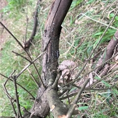 Zygocera pruinosa at Brownlow Hill, NSW - 29 Jan 2025 11:45 AM