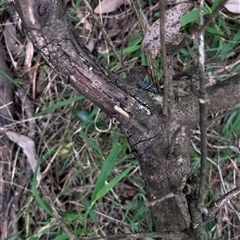 Zygocera pruinosa at Brownlow Hill, NSW - 29 Jan 2025 11:45 AM