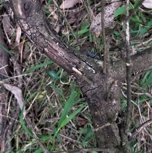 Zygocera pruinosa at Brownlow Hill, NSW - 29 Jan 2025 11:45 AM
