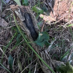 Lehtinelagia evanida at Brownlow Hill, NSW - 15 Jan 2025 09:27 AM