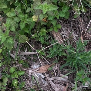 Ocybadistes walkeri at Brownlow Hill, NSW - 29 Jan 2025 11:36 AM