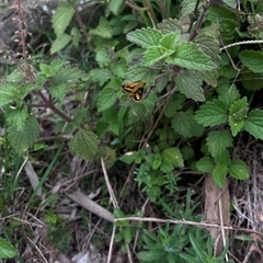 Ocybadistes walkeri at Brownlow Hill, NSW - 29 Jan 2025 11:36 AM