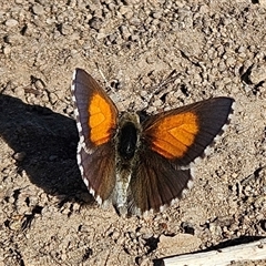 Lucia limbaria (Chequered Copper) at Whitlam, ACT - 4 Feb 2025 by Wolfdogg