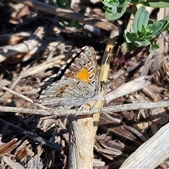 Lucia limbaria at Whitlam, ACT - 4 Feb 2025 09:29 AM