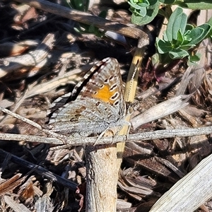 Lucia limbaria at Whitlam, ACT - 4 Feb 2025 09:29 AM